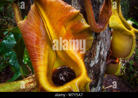 Antenna di grandi brocche di Veitch&#39;s pianta brocca (Nepenthes veitchii) cresce del tronco di un albero che mostra catturato volare. Maliau Basin, Sabah Borneo. Foto Stock