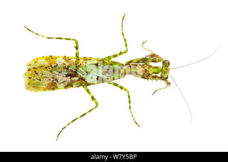 Mantide religiosa (Majangella moultoni) con MOSS-come marcature che forniscono il camuffamento. Danum Valley, Sabah Borneo. Foto Stock