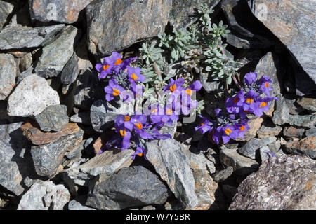 Alpine (toadflax Linaria alpina) cresce in ghiaione sul versante della montagna. Nordtirol, Alpi austriache, Luglio. Foto Stock