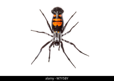 Nero e arancio orb-weaver spider (Araneidae) Maliau Basin, Sabah Borneo. Foto Stock