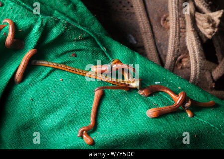 Tiger sanguisughe (Haemadipsa picta) all'esterno di una sanguisuga calza indossata per mantenere le sanguisughe da mordere di gambe e piedi. Maliau Basin, Sabah Borneo. Foto Stock