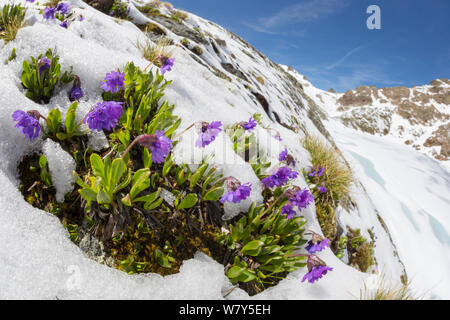 Viscoso primula (Primula latitolia) fioritura nella neve. Nordtirol, Alpi austriache, Luglio. Foto Stock
