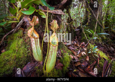 Pianta brocca (Nepenthes veitchii x stenophylla), un ibrido naturale. Maliau Basin, Borneo. Foto Stock