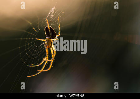 A lungo con ganasce (orbweaver Metellina segmentata) in web al tramonto. Dunwich Heath, Suffolk, Regno Unito, Settembre. Foto Stock