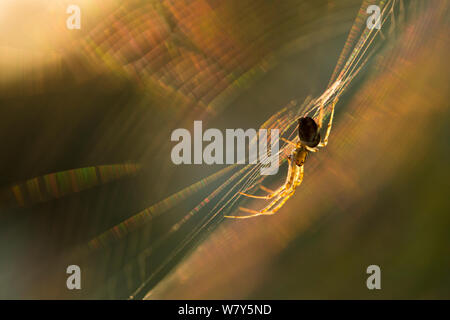 A lungo con ganasce (orbweaver Metellina segmentata) in web al tramonto. Dunwich Heath, Suffolk, Regno Unito, Settembre. Foto Stock