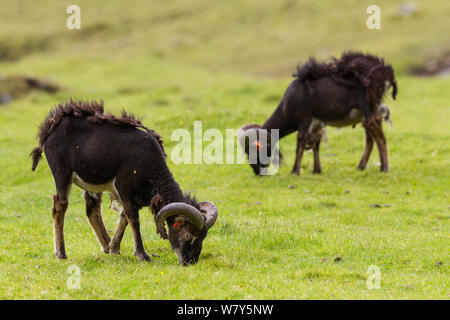 Due pecore Soay (Ovis aries) arieti feed su erba corta sull'isola principale di Hirta. St Kilda, Ebridi, Regno Unito. Giugno. Foto Stock