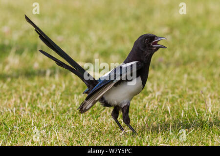 Eurasian gazza (Pica pica) chiamando con coda armato e bill ampia aperta mentre rovistando su un prato in un parco urbano. Copenhagen, Danimarca. Giugno. Foto Stock