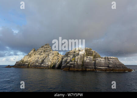 Northern gannet (Morus bassanus) allevamento colony sul vecchio rosso scogliere di arenaria, con gli uccelli wheeling attraverso l'aria. Little Skellig in primo piano, nella contea di Kerry, Irlanda. Luglio. Foto Stock