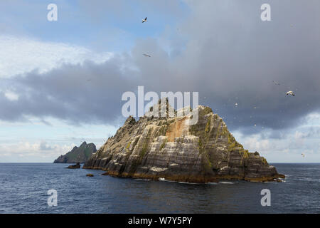 Northern gannet (Morus bassanus) allevamento colony sul vecchio rosso scogliere di arenaria, con gli uccelli wheeling attraverso l'aria. Skellig Michael nella distanza a sinistra, Little Skellig in primo piano, nella contea di Kerry, Irlanda. Luglio. Foto Stock