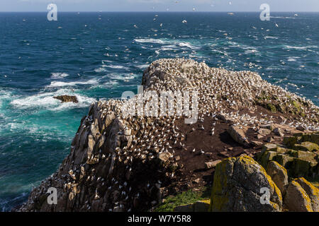 Northern gannet (Morus bassanus) allevamento colony conun mare tempestoso. Grande Saltee, County Wexford, Irlanda. Luglio. Foto Stock