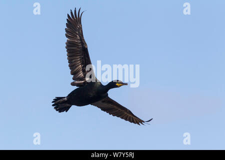 Marangone dal ciuffo (phalacrocorax aristotelis) in volo contro un cielo blu. Grande Saltee, County Wexford, Irlanda. Luglio. Foto Stock