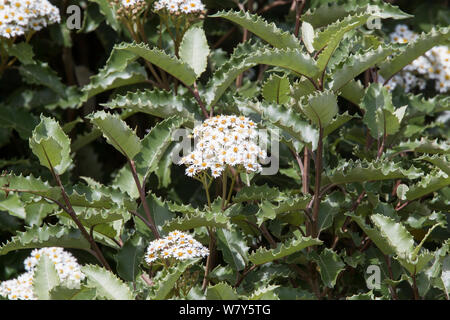 In Nuova Zelanda o in montagna holly (Olearia macrodonta) in pieno fiore. St Agnes, isole Scilly, Regno Unito. Maggio. Specie coltivate naturalmente endemico della Nuova Zelanda. Foto Stock