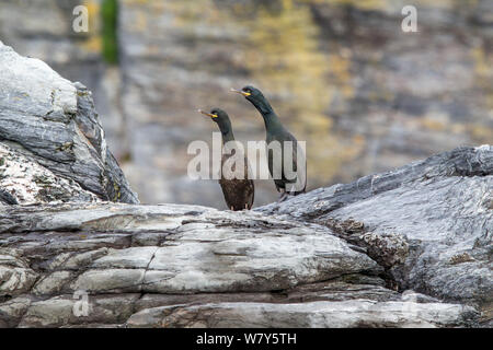 Due shags europea (Phalacrocorax aristotelis) sono ' appollaiati su una roccia sopra il litorale. Isola di Man, Regno Unito. Maggio. Foto Stock