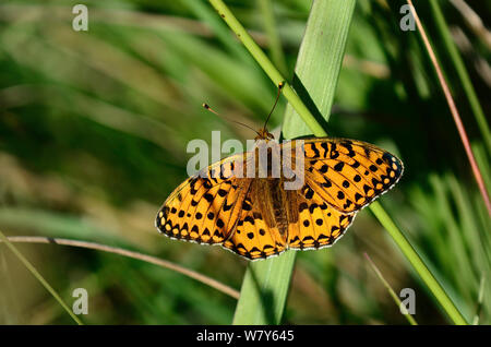 Verde scuro fritillary butterfly (Argynnis aglaja) di appoggio, Dorset, Regno Unito giugno. Foto Stock