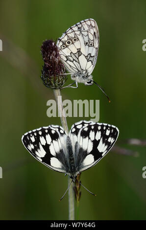 In marmo bianco (farfalle Melanargia galathea) di appoggio, Dorset, Regno Unito, Luglio. Foto Stock