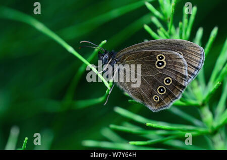 Ringlet butterfly (Aphantopus hyperantus) di appoggio, Dorset, Regno Unito, Luglio. Foto Stock