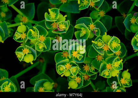 Portland (Euforbia Euphorbia portlandica) isola di Portland, Dorset, Regno Unito, Giugno. Foto Stock