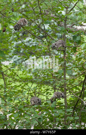 Siberian scoiattolo battenti (Pteromys volans) femmina e tre giovani alimentazione, Jyvaskya, Keski-Suomi, Lansi- ja Sisa-Suomi / Central e Finlandia occidentale, Finlandia. Giugno Foto Stock
