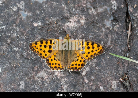 La regina di Spagna fritillary butterfly (Issoria lathonia) appena emerse maschio, Parainen / Lansi-Turunmaa, Lounais-Suomi, Varsinais-Suomi / Finlandia sud-occidentale, Finlandia. Luglio Foto Stock