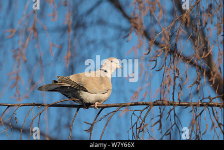 Collare eurasiatica-colomba (Streptopelia decaocto) appollaiato sul ramo, Pori, Satakunta, Lounais-Suomi, Varsinais-Suomi / Finlandia sud-occidentale, Finlandia. Gennaio Foto Stock