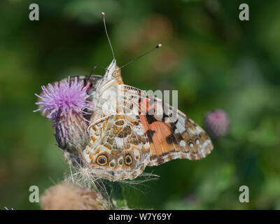 Dipinto di lady butterfly (Vanessa cardui) alimentazione su fiordaliso, Jyvaskya, Keski-Suomi, Lansi- ja Sisa-Suomi / Central e Finlandia occidentale, Finlandia. Agosto Foto Stock