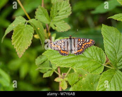 Scarsa fritillary butterfly (Euphydryas maturna) maschio su una foglia, Leivonmaki, Joutsa, Keski-Suomi, Lansi- ja Sisa-Suomi / Central e Finlandia occidentale, Finlandia. Giugno Foto Stock