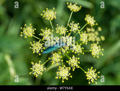 Il muschio beetle (Aromia moschata) su umbillifer, Hamina, Kymenlaakso, Etela-Suomi / sud della Finlandia, Finlandia. Luglio Foto Stock