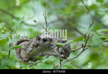 Siberian scoiattolo battenti (Pteromys volans) due bimbi nella struttura ad albero, Jyvaskya, Keski-Suomi, Lansi- ja Sisa-Suomi / Central e Finlandia occidentale, Finlandia. Maggio Foto Stock