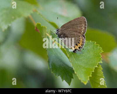 Hairstreak nero (farfalla Satyrium pruni) Joutseno, Lappeenranta, Etela-Karjala / della Karelia del Sud, Etela-Suomi / sud della Finlandia, Finlandia. Luglio Foto Stock