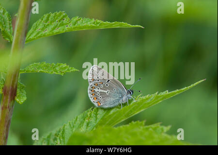 Geranio argus butterfly (/ Eumedonia eumedon Plebejus) Parikkala, Etela-Karjala / della Karelia del Sud, Etela-Suomi / sud della Finlandia, Finlandia. Giugno Foto Stock