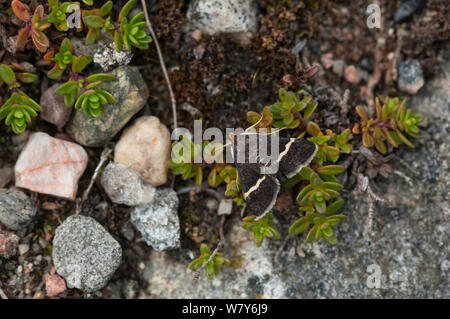 Sable tarma (Pyrausta cingulatus) Kokar, Ahvenanmaa / Isole Aland arcipelago, Finlandia. Luglio Foto Stock