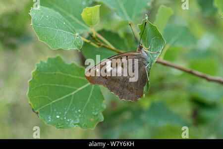 Minor viola imperatore butterfly (Apatura ilia) femmina su una foglia di Aspen, Finlandia. Luglio Foto Stock