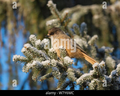 Siberian jay (Perisoreus infaustus) arroccato in presenza di neve pino, Multia, Keski-Suomi, Lansi- ja Sisa-Suomi / Central e Finlandia occidentale, Finlandia. Gennaio Foto Stock