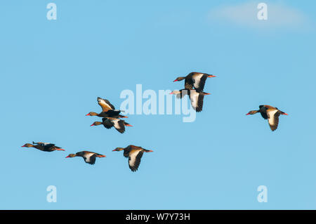 Anatra brasiliano (Amazonetta brasiliensis) gruppo in volo, Ibera paludi, provincia di Corrientes, Argentina Foto Stock