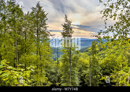 Il verde lussureggiante delle colline di estate forestscape Foto Stock