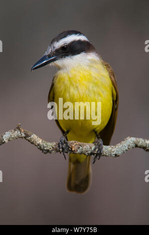 Grande kiskadee (Pitangus sulfuratus), Calden foresta, La Pampa, Argentina Foto Stock