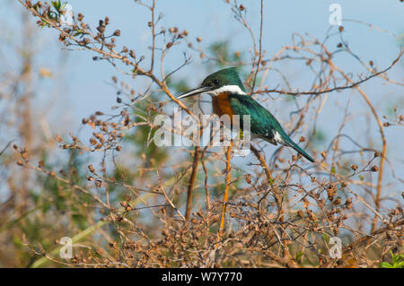 Green kingfisher (Chloroceryle americana) maschio, Ibera paludi, provincia di Corrientes, Argentina Foto Stock