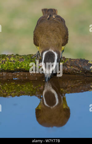 Grande kiskadee (Pitangus sulfuratus) bere, Calden foresta, La Pampa, Argentina Foto Stock