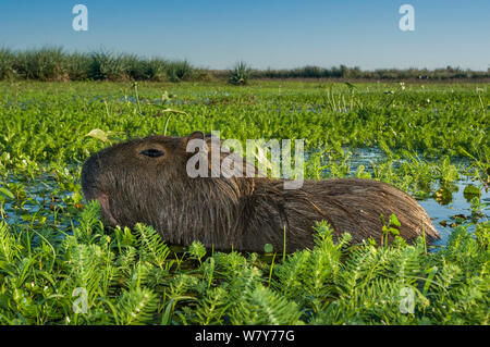 Capibara (Hydrochoerus hydrochaeris) nuoto in marsh, Ibera paludi, provincia di Corrientes, Argentina Foto Stock