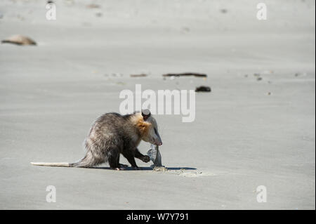 Virginia opossum (Didelphis virginiana) sulla spiaggia alimentazione su meduse. Poco St Simon&#39;s Island, isole di barriera, GEORGIA, STATI UNITI D'AMERICA, Marzo. Foto Stock