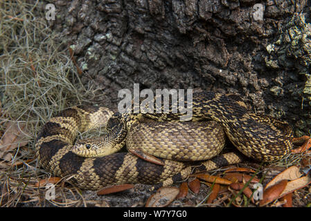 Louisiana pine snake (Pituophis ruthveni) Orianne Indigo Snake preservare, Telfair County, GEORGIA, STATI UNITI D'AMERICA, Marzo. Captive, avviene in Stati Uniti d'America, specie in via di estinzione. Foto Stock