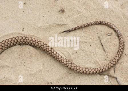 Coachwhip (Masticophis flagello coda). Poco St Simon&#39;s Island, isole di barriera, GEORGIA, STATI UNITI D'AMERICA, Marzo. Foto Stock