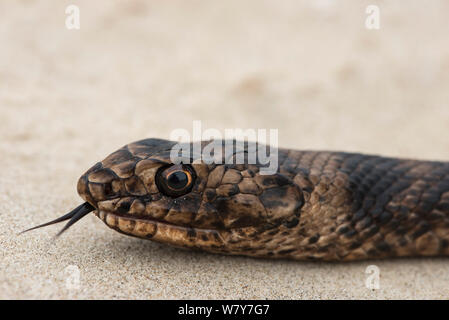 Coachwhip (Masticophis flagello) testa dettaglio. Poco St Simon&#39;s Island, isole di barriera, GEORGIA, STATI UNITI D'AMERICA, Marzo. Foto Stock