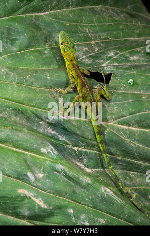 Gem anole (Anolis gemmosus) Mindo Cloud Forest, pendici occidentali, Ande, Ecuador. Foto Stock