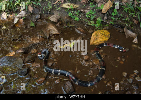 Suriname / acquatico Serpente corallo (Micrurus surinamensis) Amazon, Ecuador. Captive, avviene in Sud America. Foto Stock