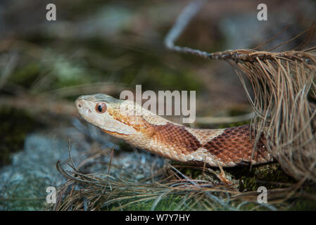 Copperhead (Agkistrodon contortrix) Nord della Georgia, USA, luglio. Captive, avviene in America del Nord. Foto Stock