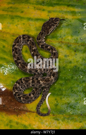 Fer-de-Lancia (Bothrops atrox) capretti, Amazon, Ecuador. Captive, avviene in America Centrale e America del Sud. Foto Stock