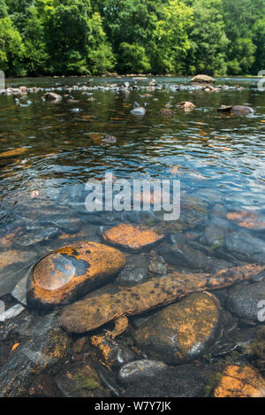 Hellbender orientale (Cryptobranchus alleganiensis alleganiensis) nel fiume Hiwassee, Cherokee National Forest, Tennessee, Stati Uniti d'America, Luglio. Foto Stock