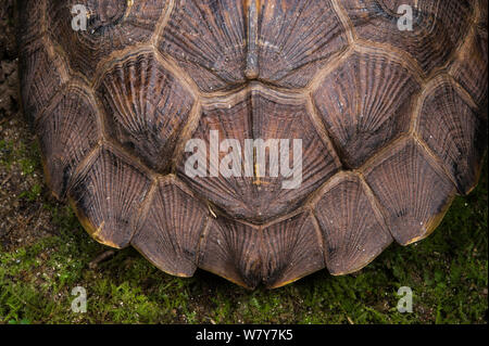 Il legno Tartaruga (Glyptemys insculpta) carapace di dettaglio. Captive, avviene in America del Nord, specie in via di estinzione. Foto Stock