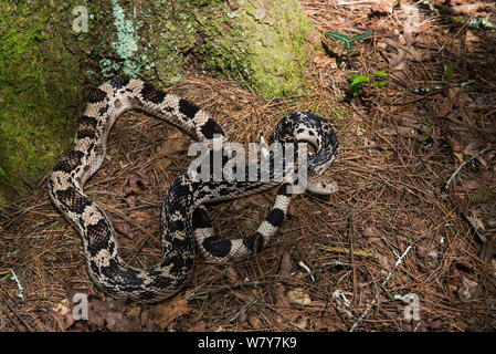Pino settentrionale snake (Pituophis melanoleucus). Captive, endemica del sud-est degli Stati Uniti. Foto Stock